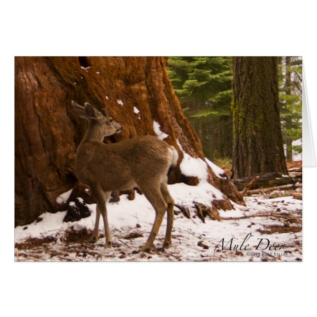 Mule Deer Kaart (Voorkant Horizontaal)