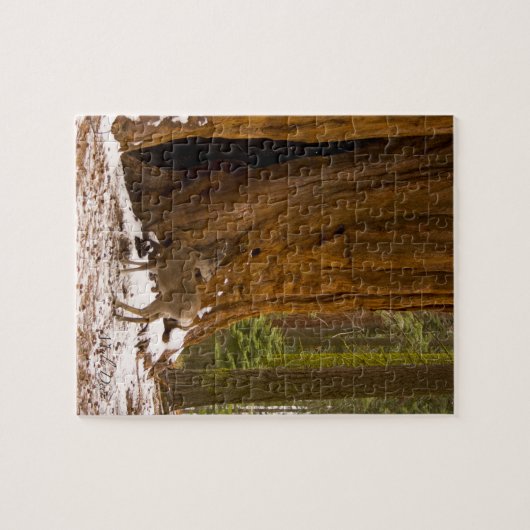 Mule Deer Legpuzzel (Horizontaal)