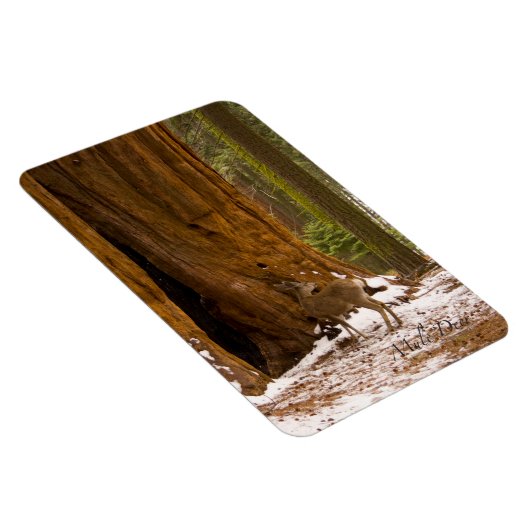 Mule Deer Magneet (Rechterzijde)