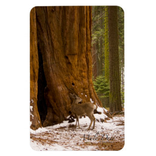 Mule Deer Magneet