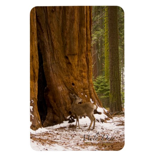Mule Deer Magneet (Verticaal)