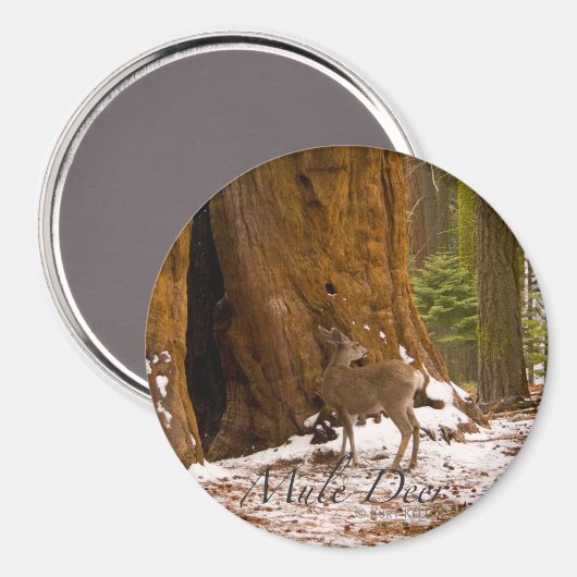 Mule Deer Magneet (Voorkant / Achterkant)