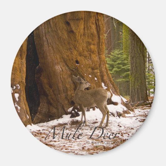 Mule Deer Magneet (Voorkant)