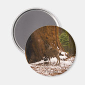 Mule Deer Magnet (Voorkant / Achterkant)