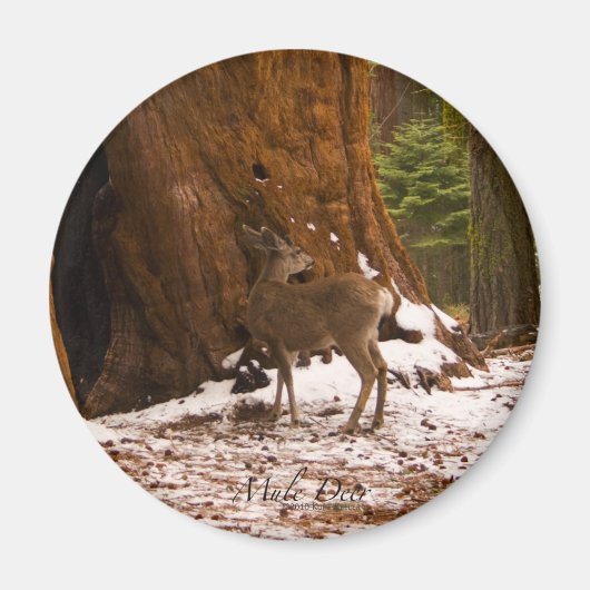Mule Deer Magnet (Voorkant)