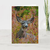 Mule Deer met valkleuren Hartelijk dank Bedankkaart (Voorkant)