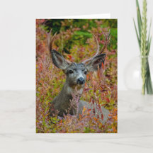 Mule Deer met valkleuren Hartelijk dank