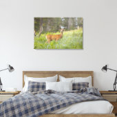 Mule Deer (Odocoileus hemionus) in de weide Canvas Afdruk (Insitu (Slaapkamer))