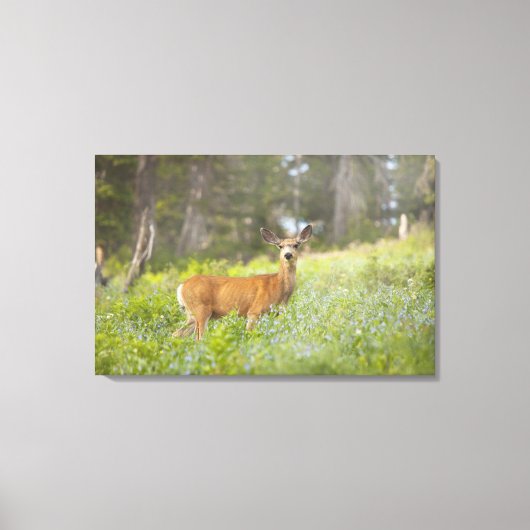 Mule Deer (Odocoileus hemionus) in de weide Canvas Afdruk (Voorkant)