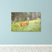 Mule Deer (Odocoileus hemionus) in de weide Canvas Afdruk (Insitu (Houten vloer))