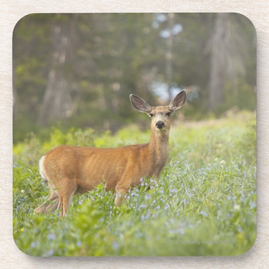 Mule Deer (Odocoileus hemionus) in de weide Drankjes Onderzetter (Voorkant)