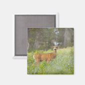 Mule Deer (Odocoileus hemionus) in de weide Magneet (Voorkant / Achterkant)