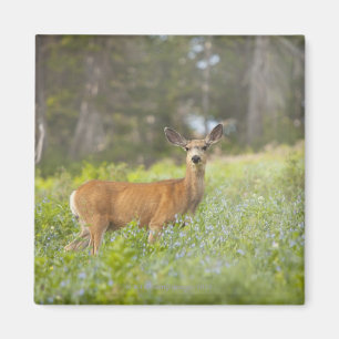 Mule Deer (Odocoileus hemionus) in de weide Magneet