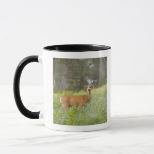 Mule Deer (Odocoileus hemionus) in de weide Mok