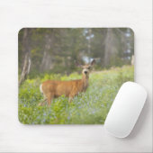 Mule Deer (Odocoileus hemionus) in de weide Muismat (Met muis)