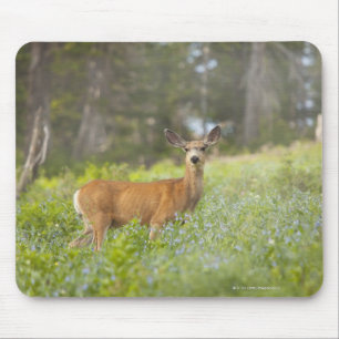 Mule Deer (Odocoileus hemionus) in de weide Muismat