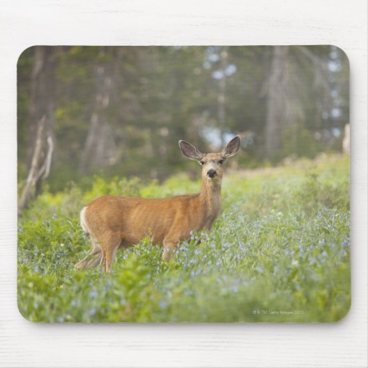 Mule Deer (Odocoileus hemionus) in de weide Muismat (Voorkant)