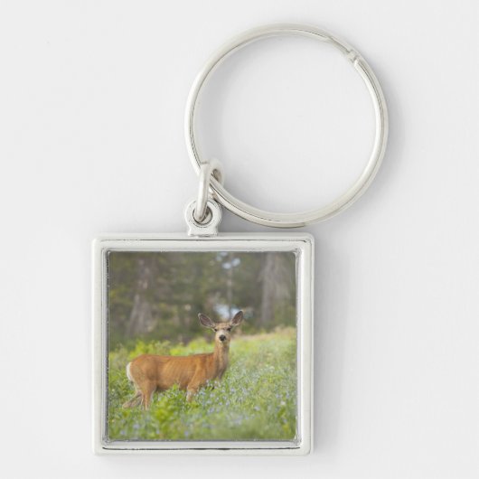 Mule Deer (Odocoileus hemionus) in de weide Sleutelhanger (Voorkant)