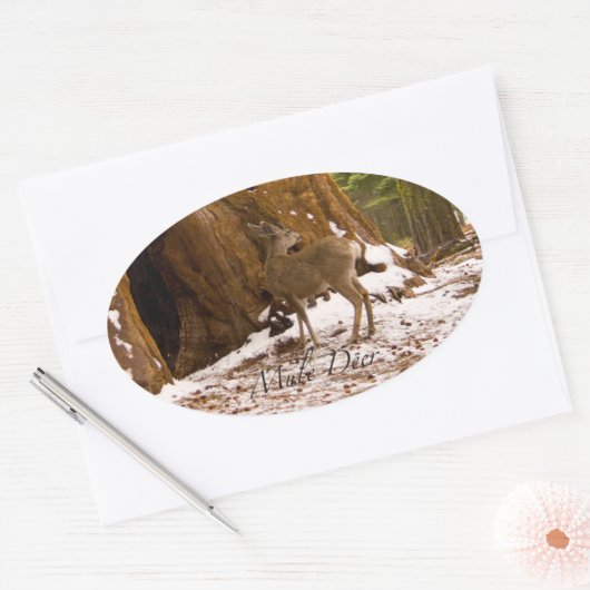 Mule Deer Ovale Sticker (Envelop)
