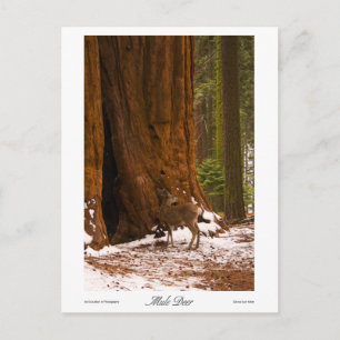 Mule Deer Photo Briefkaart