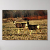 Mule Deer Poster (Voorkant)
