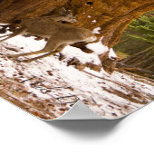 Mule Deer Poster (Hoek)