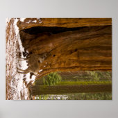 Mule Deer Poster (Voorkant)