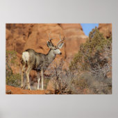 Mule Deer Poster (Voorkant)