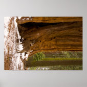 Mule Deer Poster (Voorkant)