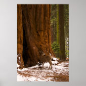 Mule Deer Poster (Voorkant)