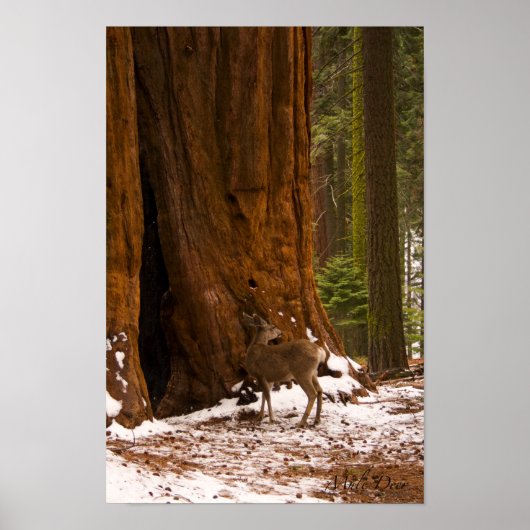 Mule Deer Poster (Voorkant)