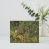 Mule Deer Raspberry Briefkaart (Staand voorkant)