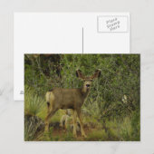 Mule Deer Raspberry Briefkaart (Voorkant / Achterkant)