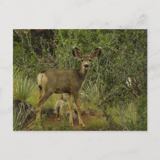 Mule Deer Raspberry Briefkaart (Voorkant)