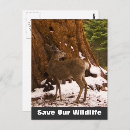 Mule Deer Save Our Wildlife Briefkaart (Voorkant / Achterkant)