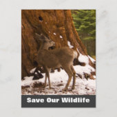 Mule Deer Save Our Wildlife Briefkaart (Voorkant)
