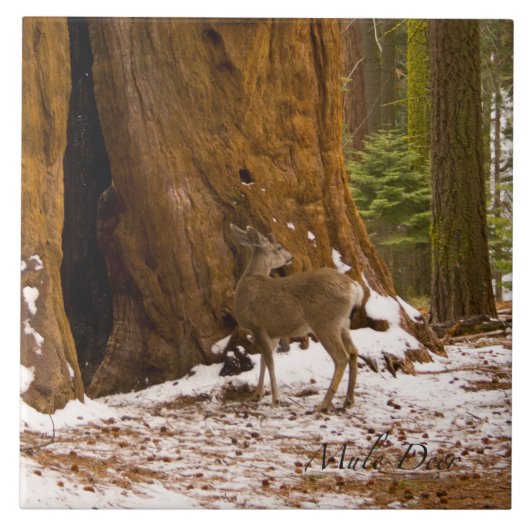 Mule Deer Tegeltje (Voorkant)