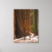 Mule Deer Wrapped Canvas Afdruk (Voorkant)