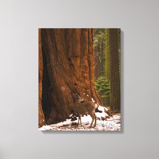 Mule Deer Wrapped Canvas Afdruk (Voorkant)