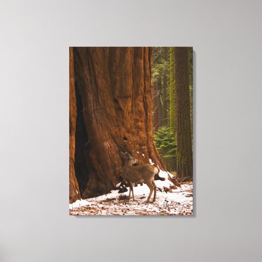 Mule Deer Wrapped Canvas Afdruk (Voorkant)