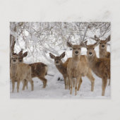 Mule Deer Wyoming Briefkaart (Voorkant)