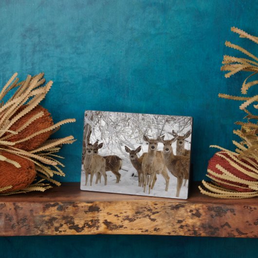 Mule Deer Wyoming Fotoplaat (Zijkant)