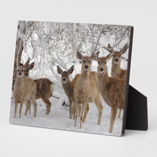 Mule Deer Wyoming Fotoplaat (Zijkant)