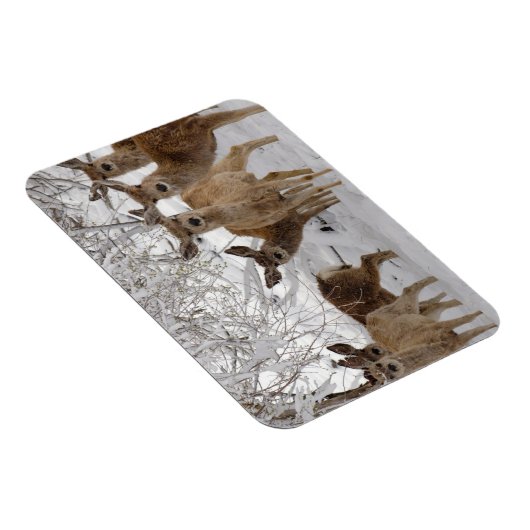 Mule Deer Wyoming Magneet (Rechterzijde)