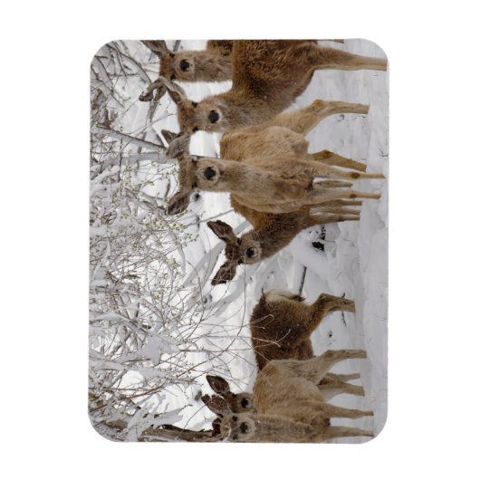 Mule Deer Wyoming Magneet (Verticaal)