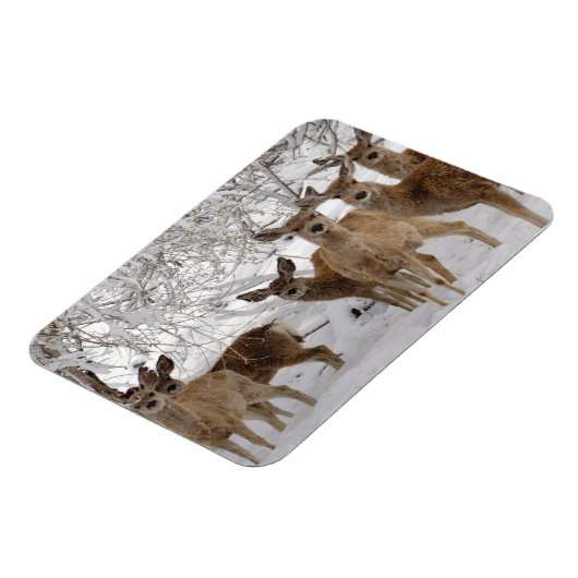 Mule Deer Wyoming Magneet (Linkerzijde)