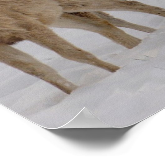 Mule Deer Wyoming Poster (Hoek)