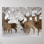Mule Deer Wyoming Poster (Voorkant)