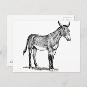 Mule Drawing, Stubborn Briefkaart (Voorkant / Achterkant)