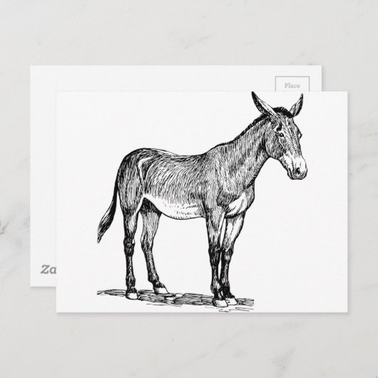 Mule Drawing, Stubborn Briefkaart (Voorkant / Achterkant)